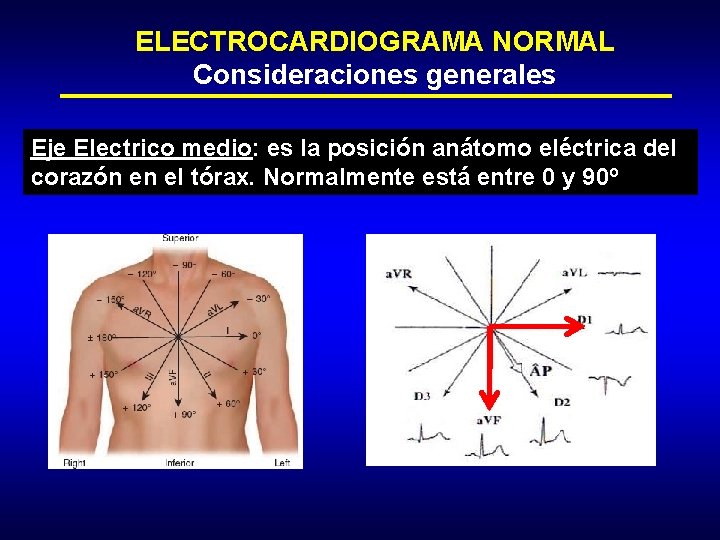 ELECTROCARDIOGRAMA NORMAL Consideraciones generales Eje Electrico medio: es la posición anátomo eléctrica del corazón