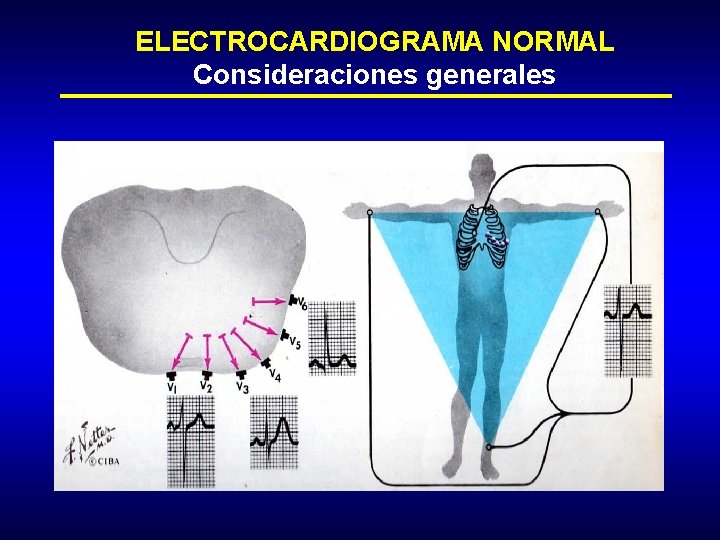 ELECTROCARDIOGRAMA NORMAL Consideraciones generales 