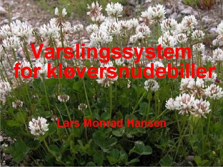 Varslingssystem for kløversnudebiller Lars Monrad Hansen 