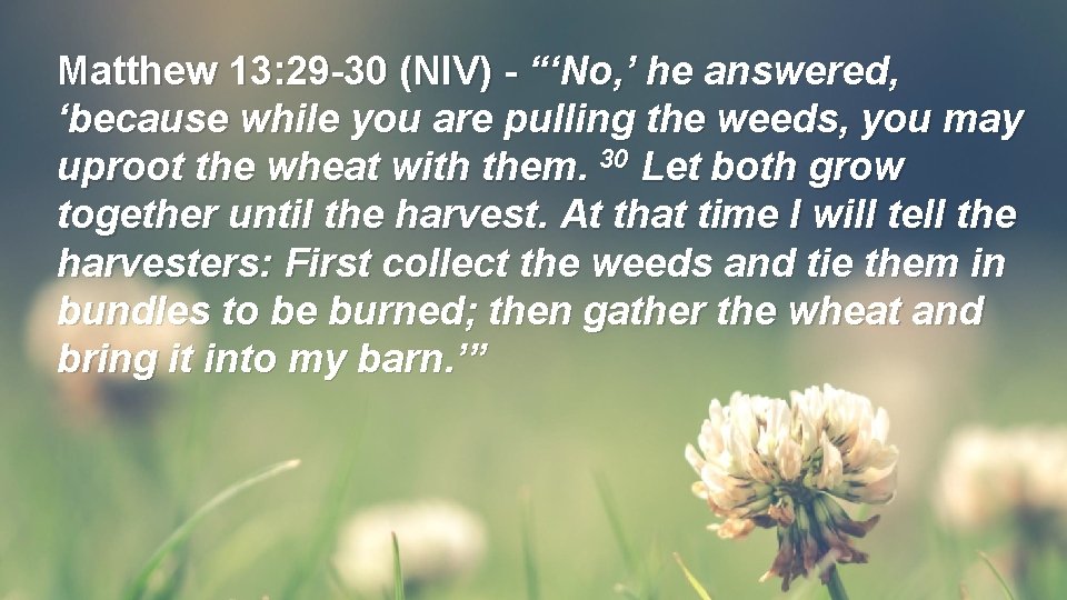 Matthew 13: 29 -30 (NIV) - “‘No, ’ he answered, ‘because while you are Matthew 13: 29 -30 (NIV) - “‘No, ’ he answered, ‘because while you are