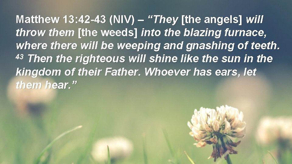 Matthew 13: 42 -43 (NIV) – “They [the angels] will throw them [the weeds]