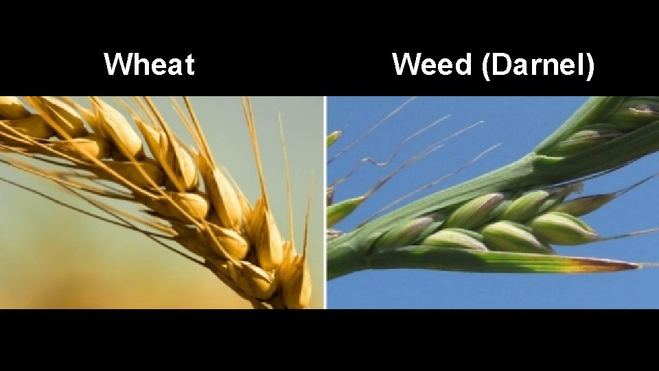 Wheat Weed (Darnel) Wheat Weed (Darnel)