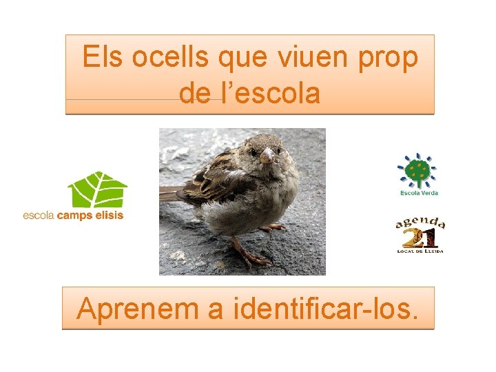 Els ocells que viuen prop de l’escola Aprenem a identificar-los. 