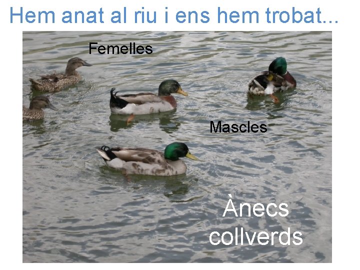 Hem anat al riu i ens hem trobat. . . Femelles Mascles Ànecs collverds