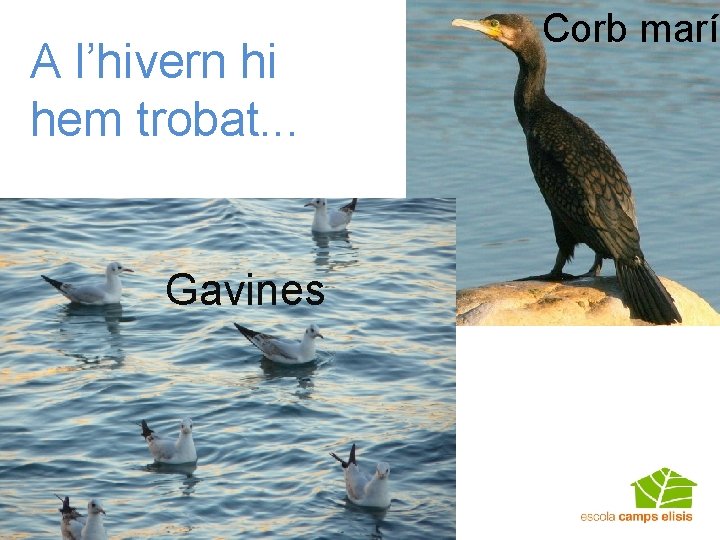 A l’hivern hi hem trobat. . . Gavines Corb marí 