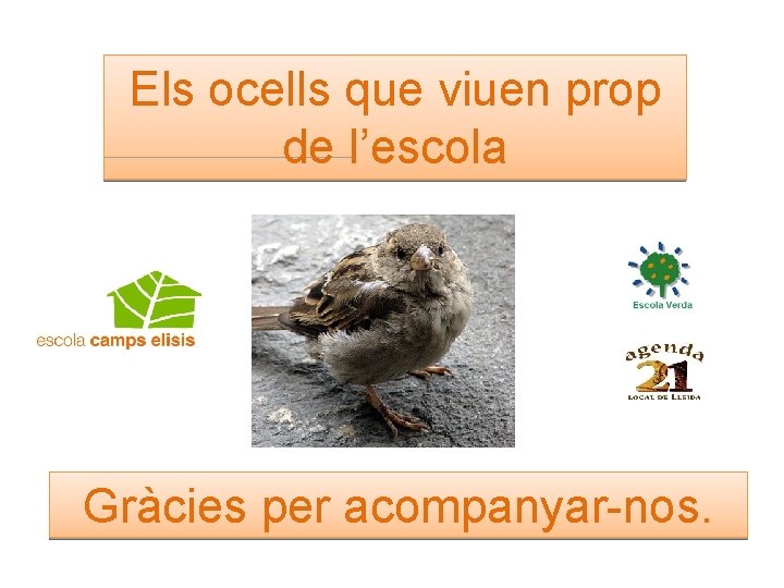 Els ocells que viuen prop de l’escola Gràcies per acompanyar-nos. 