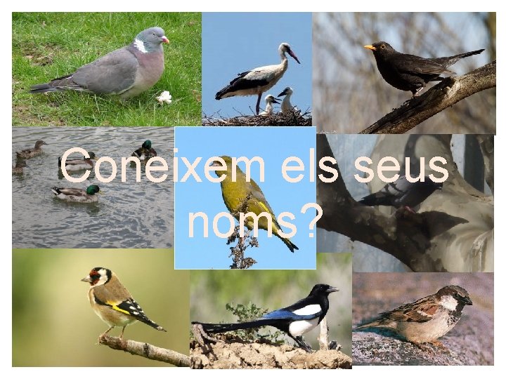 Hem vist i hem identificat tots aquests ocells Coneixem els seus noms? 