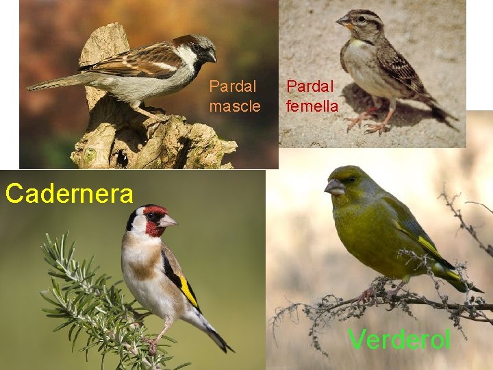 Pardal mascle Pardal femella Cadernera Verderol 