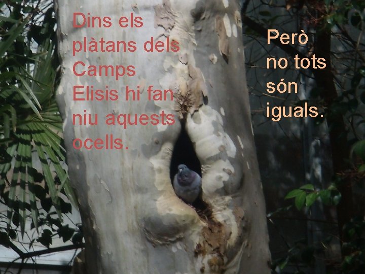 Dins els plàtans dels Camps Elisis hi fan niu aquests ocells. Però no tots