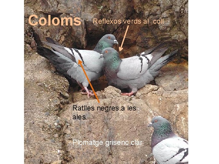 Coloms Reflexos verds al coll Ratlles negres a les ales Plomatge grisenc clar 