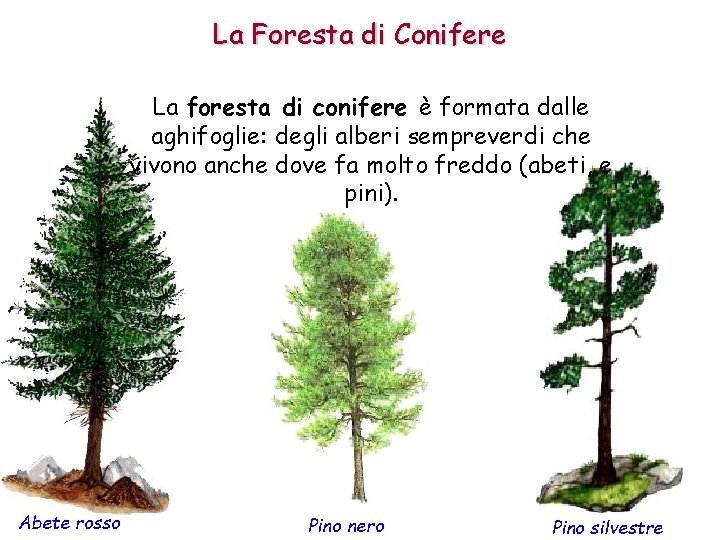 La Foresta di Conifere La foresta di conifere è formata dalle aghifoglie: degli alberi