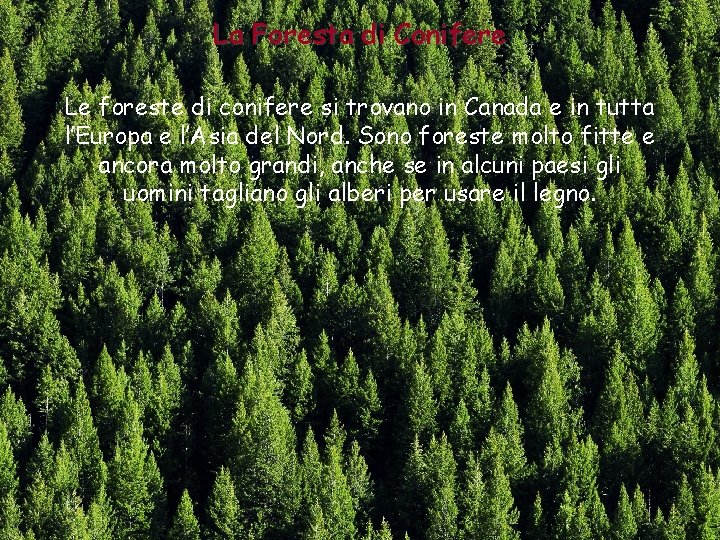 La Foresta di Conifere Le foreste di conifere si trovano in Canada e in