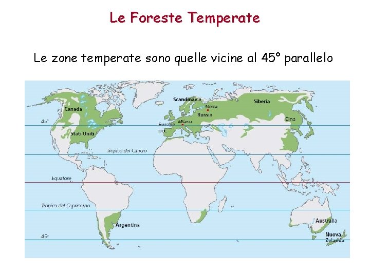 Le Foreste Temperate Le zone temperate sono quelle vicine al 45° parallelo 