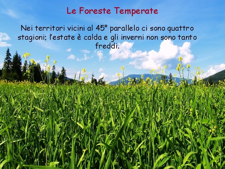 Le Foreste Temperate Nei territori vicini al 45° parallelo ci sono quattro stagioni; l’estate