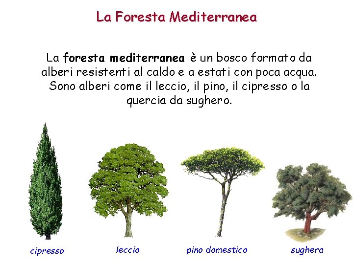 La Foresta Mediterranea La foresta mediterranea è un bosco formato da alberi resistenti al