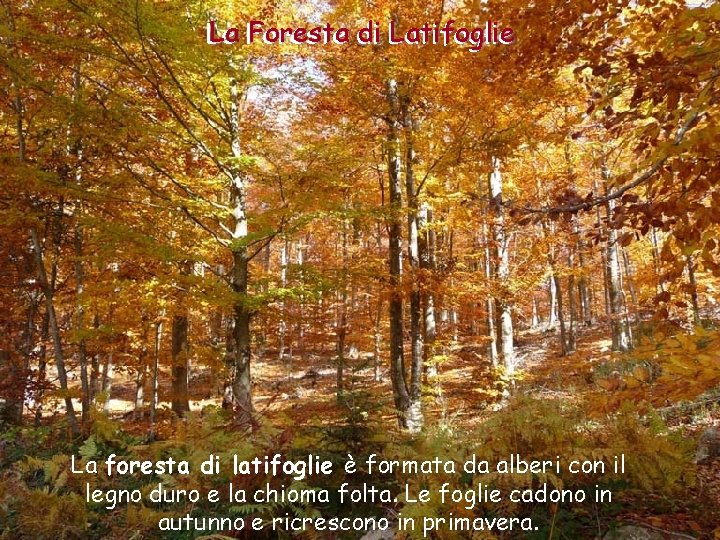 La Foreste Foresta di di Latifoglie Le La foresta di latifoglie è formata da