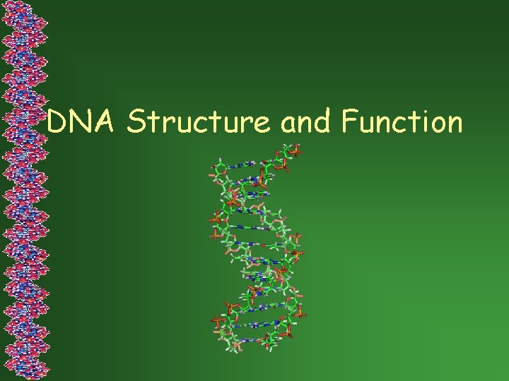DNA Structure and Function 