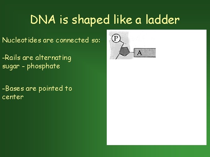 DNA is shaped like a ladder Nucleotides are connected so: -Rails are alternating sugar