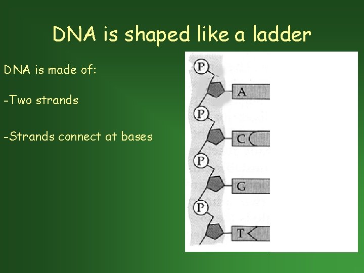 DNA is shaped like a ladder DNA is made of: -Two strands -Strands connect