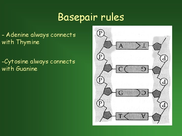 Basepair rules - Adenine always connects with Thymine -Cytosine always connects with Guanine 