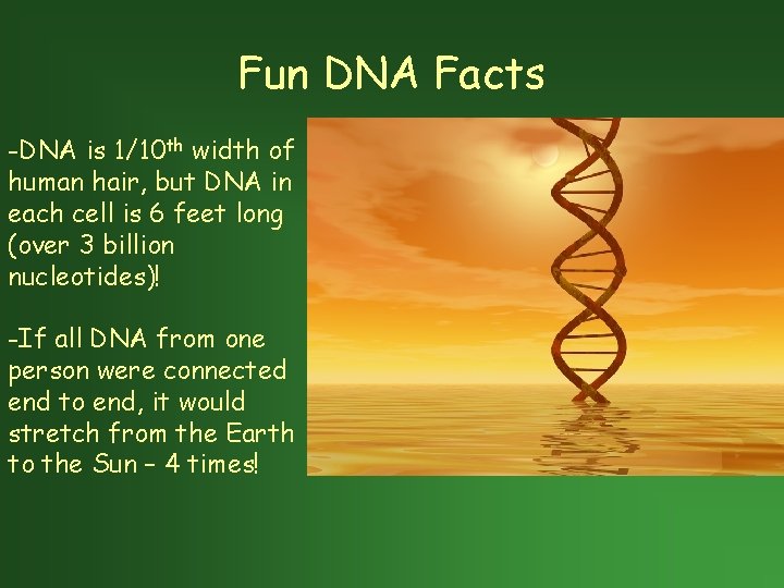 Fun DNA Facts -DNA is 1/10 th width of human hair, but DNA in