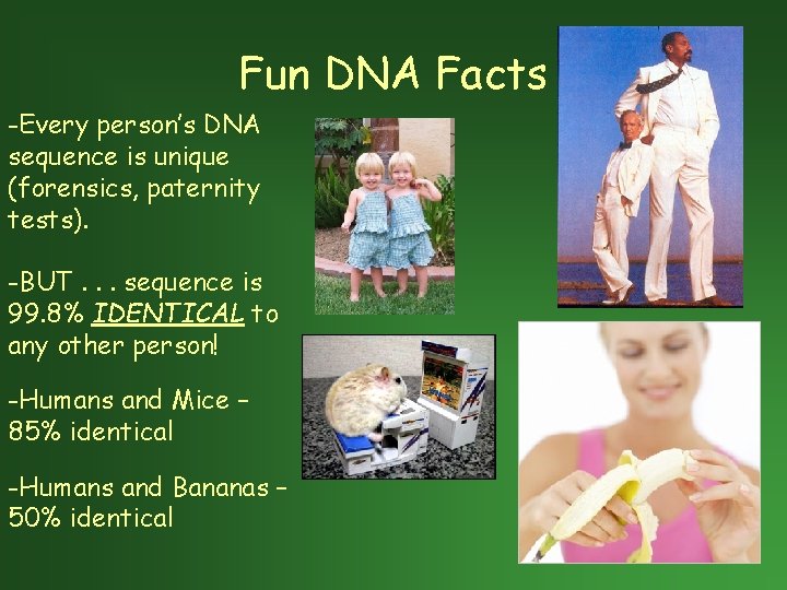 Fun DNA Facts -Every person’s DNA sequence is unique (forensics, paternity tests). -BUT. .