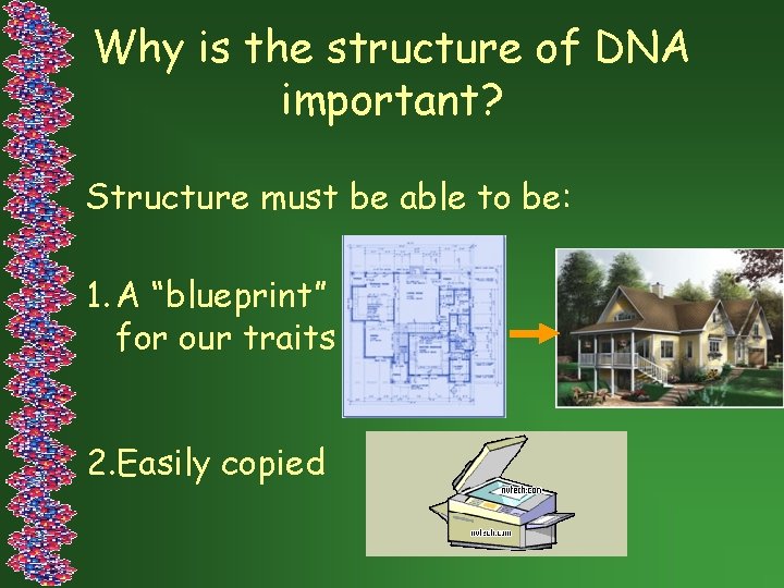 Why is the structure of DNA important? Structure must be able to be: 1.