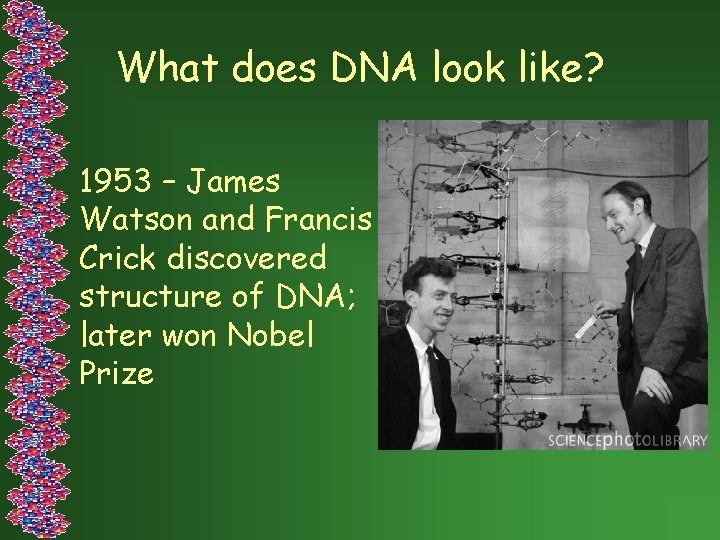 What does DNA look like? 1953 – James Watson and Francis Crick discovered structure