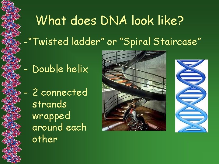 What does DNA look like? -“Twisted ladder” or “Spiral Staircase” - Double helix -