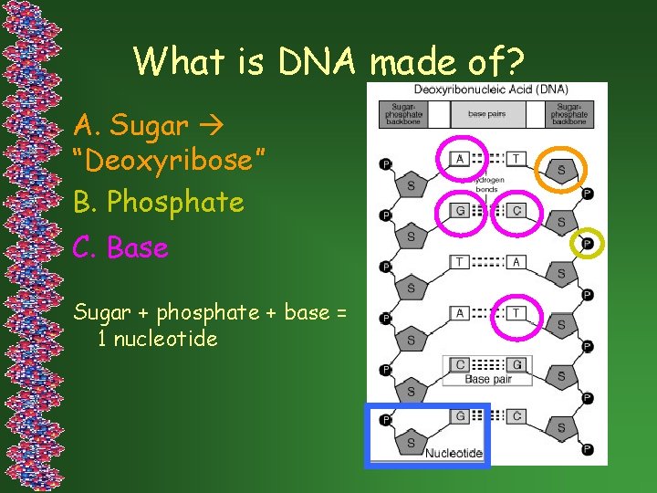 What is DNA made of? A. Sugar “Deoxyribose” B. Phosphate C. Base Sugar +