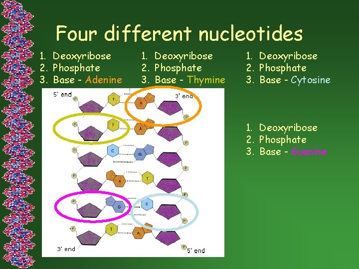 Four different nucleotides 1. Deoxyribose 2. Phosphate 3. Base - Adenine 1. Deoxyribose 2.