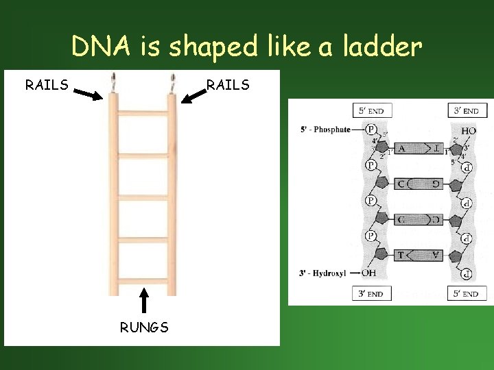 DNA is shaped like a ladder RAILS RUNGS 
