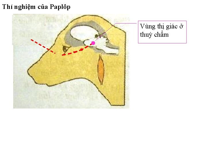 Thí nghiệm của Paplôp Vùng thị giác ở thuỳ chẩm 