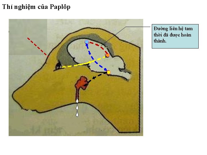 Thí nghiệm của Paplôp Đường liên hệ tam thời đã được hoàn thành. 