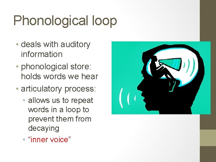 Phonological loop • deals with auditory information • phonological store: holds words we hear