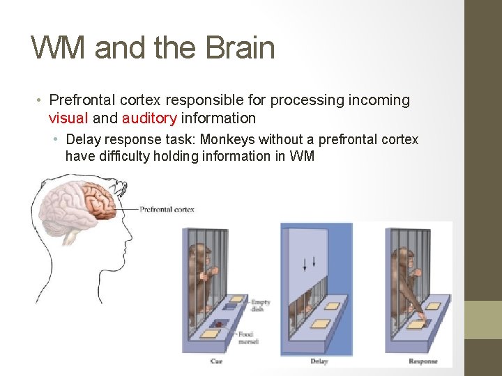 WM and the Brain • Prefrontal cortex responsible for processing incoming visual and auditory