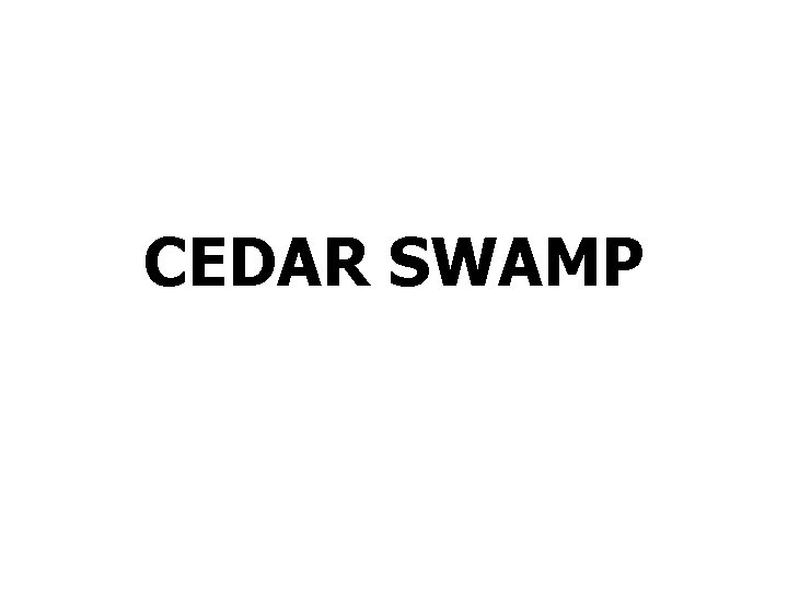 CEDAR SWAMP 