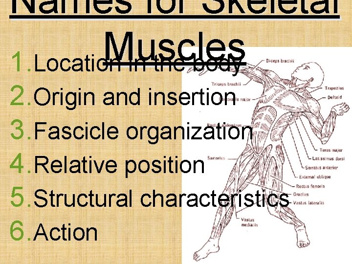 Names for Skeletal Muscles 1. Location in the body 2. Origin and insertion 3.