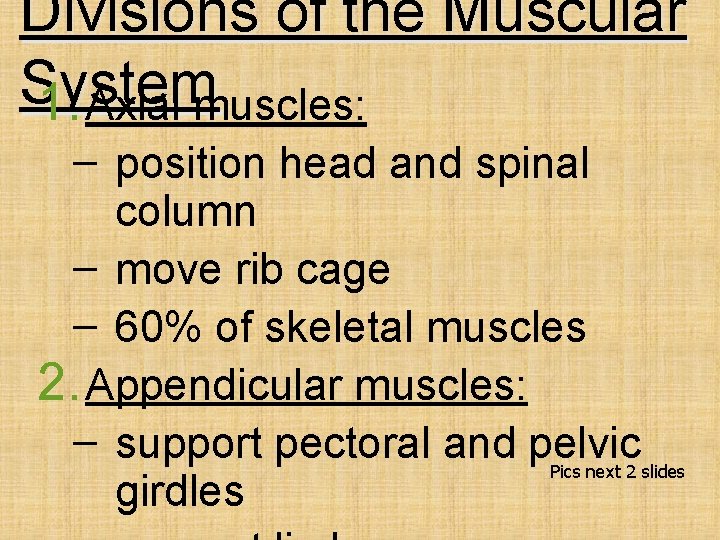 Divisions of the Muscular System 1. Axial muscles: – position head and spinal column