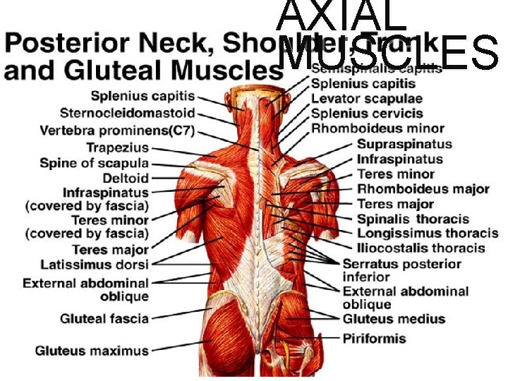 AXIAL MUSCLES 