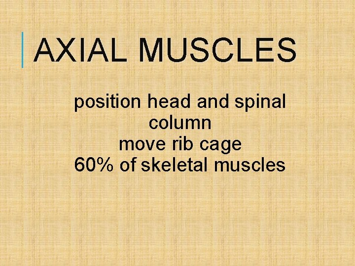 AXIAL MUSCLES position head and spinal column move rib cage 60% of skeletal muscles