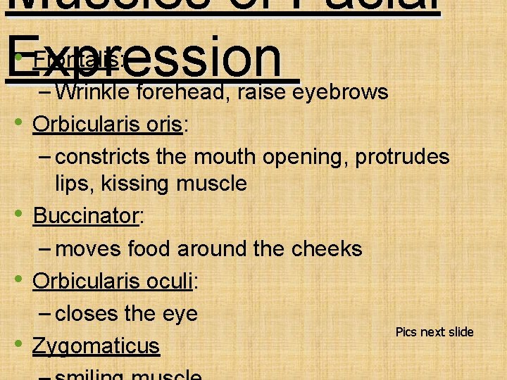 Muscles of Facial • Expression – • • Frontalis: Wrinkle forehead, raise eyebrows Orbicularis