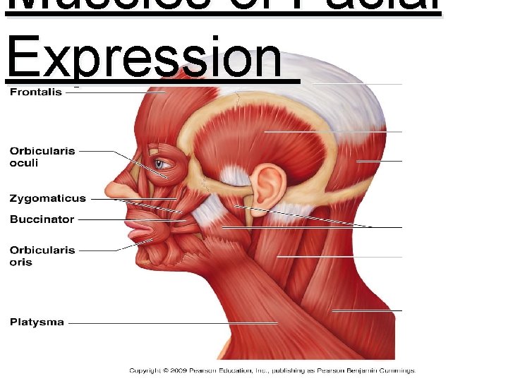 Muscles of Facial Expression 