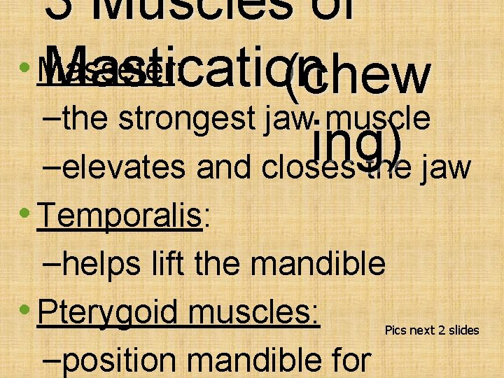 3 Muscles of • Masseter: Mastication (chew –the strongest jaw muscle ing) –elevates and
