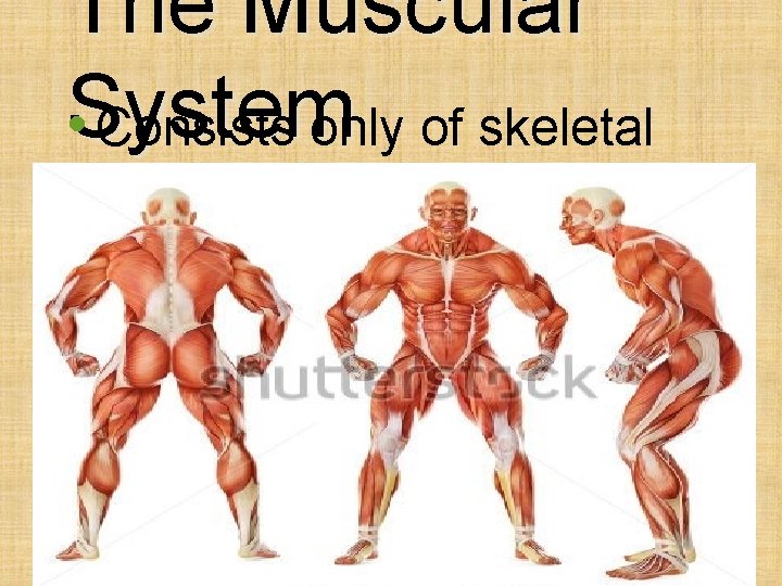The Muscular System • Consists only of skeletal muscles 