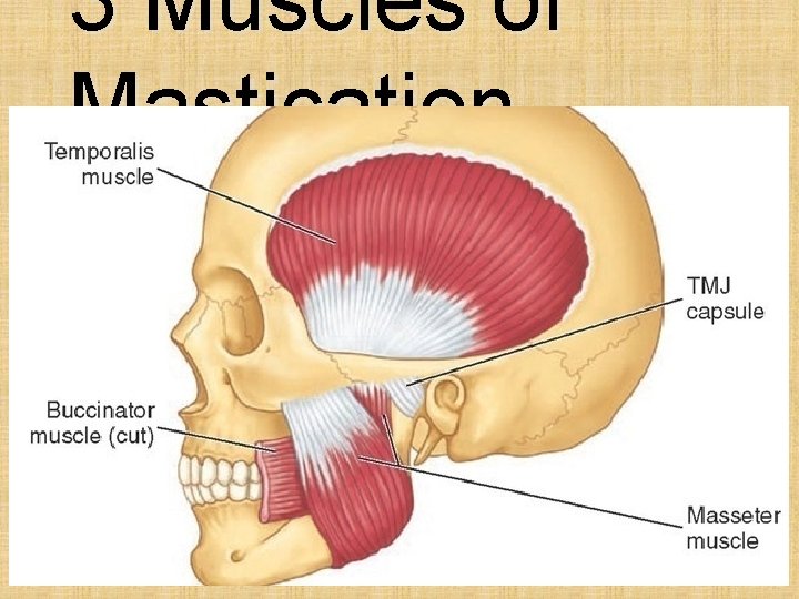 3 Muscles of Mastication 