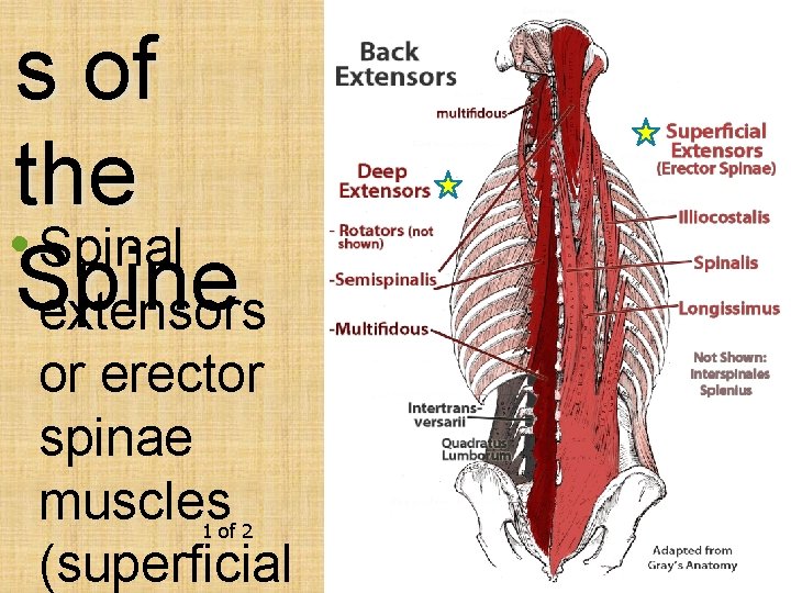 s of the • Spinal Spine extensors or erector spinae muscles (superficial 1 of