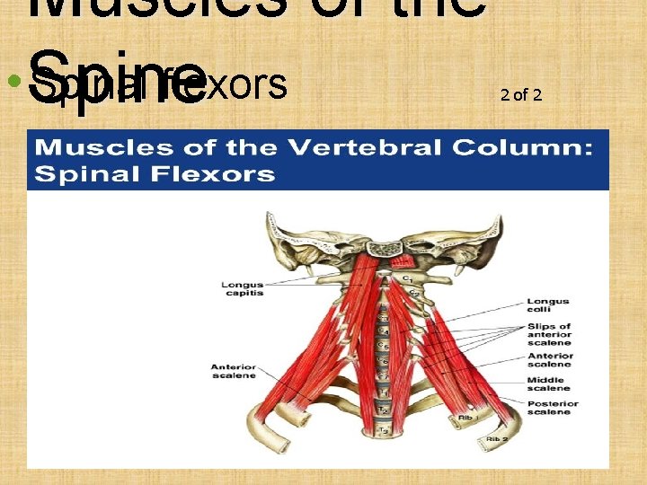 Muscles of the • Spine Spinal flexors 2 of 2 