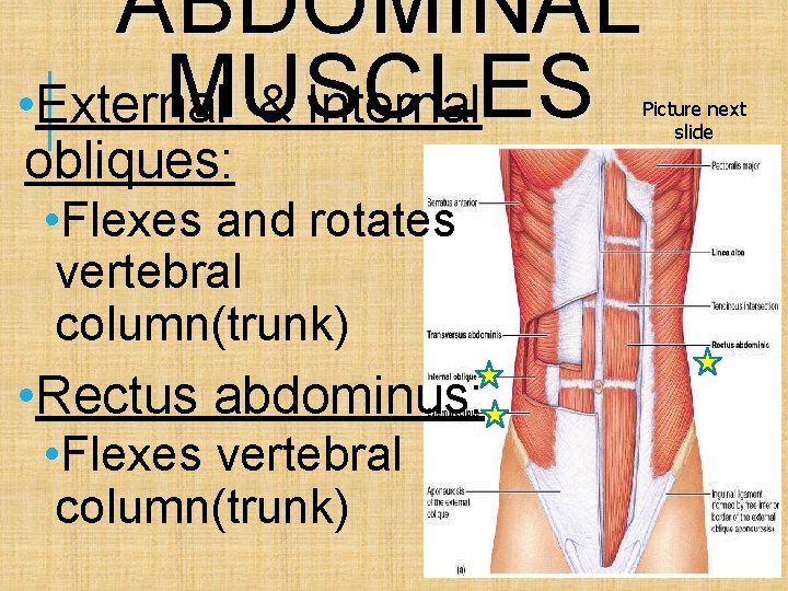 ABDOMINAL MUSCLES • External & Internal obliques: • Flexes and rotates vertebral column(trunk) •