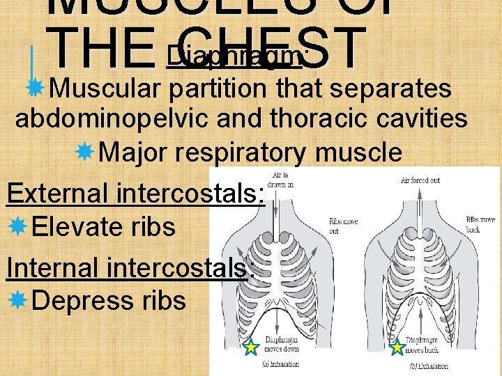 MUSCLES OF THE Diaphragm: CHEST Muscular partition that separates abdominopelvic and thoracic cavities Major